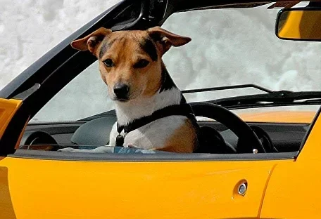 ПЕРЕВЕЗЕННЯ ТВАРИН